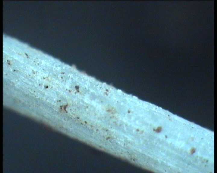 Pluteus spec.  24. 07. 2004